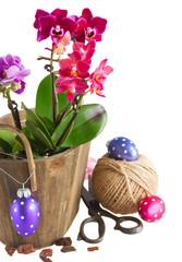 Spring  violet orchids 