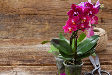 Spring  violet orchids 