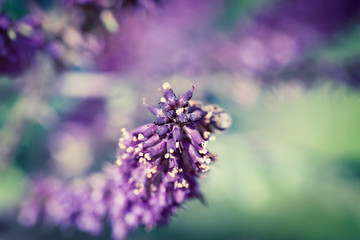 Close up of beautiful purple wild flower