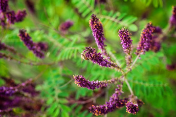 Close up of bee on purple wildflower