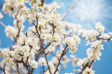 Close up of cherry blossom in spring