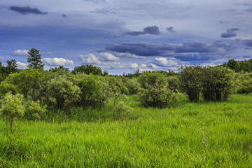 Rural Landscape in Summer