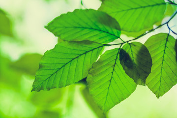 Close up of green leaves in spring