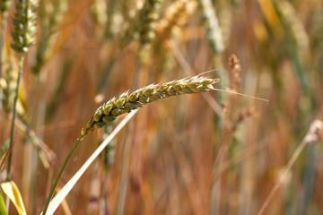 Fototapeta premium Harvest