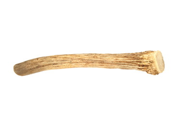 fallow deer isolated horn