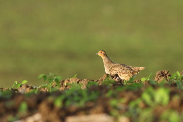 female grey partridge in the field