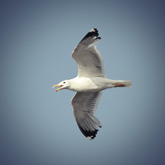 flying caspian gull