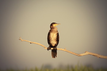 great cormorant on branch