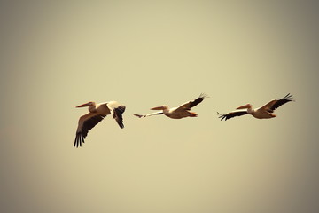 great pelicans in flight with vintage effect