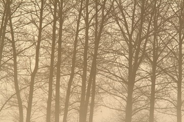 interesting foggy forest