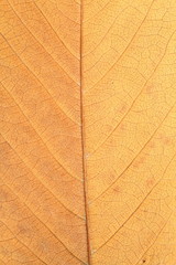 macro shot of faded leaf