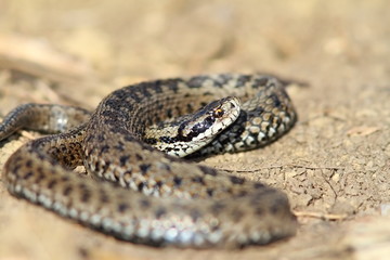 male meadow viper in situ