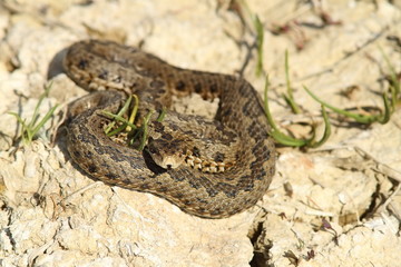 meadow adder in natural habitat