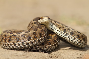 meadow viper ready to strike