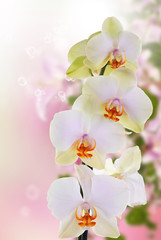 Naklejka na ściany i meble Beautiful flower exotic orchid