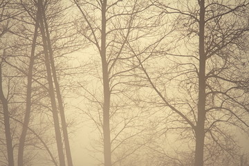 mysterious view of foggy forest