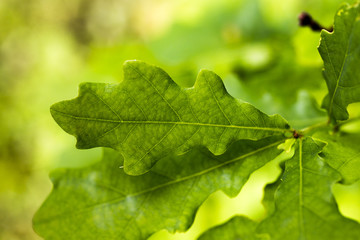 Oak Leaf