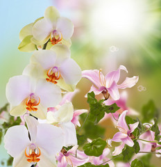 Naklejka na ściany i meble Beautiful exotic flower orchid