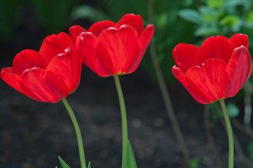 Obraz premium Blooming tulips on the flowerbed