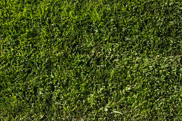 Picture of a beautiful green grass field for backgrounds and textures.