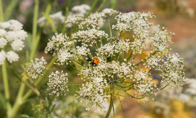 Ladybug on the white flower