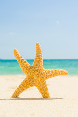 Fototapeta na wymiar starfish with ocean , beach and seascape, shallow dof