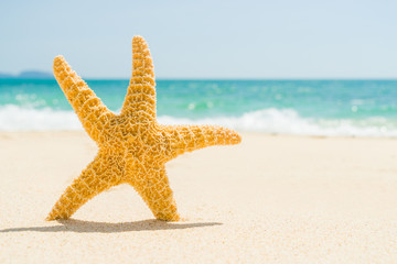 Fototapeta na wymiar starfish with ocean , beach and seascape, shallow dof