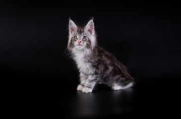 Maine Coon kitten on black background/Maine Coon kitten on black background