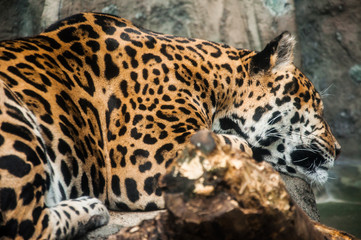 Fototapeta na wymiar leopard sleeping on the rocks