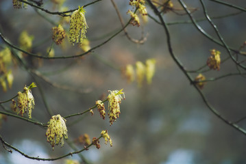 Spring season background