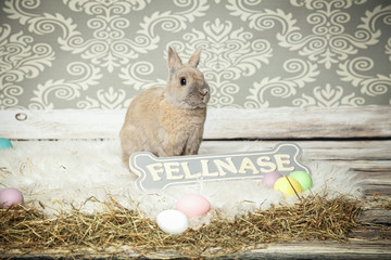 die kleine Fellnase