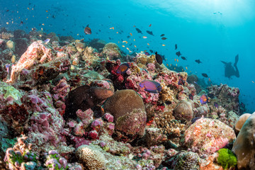 Naklejka na ściany i meble Maldives hard coral house for Fishes
