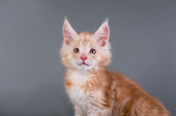 Maine Coon kitten on a gray background with a ball/Maine Coon kitten on a gray background with a ball