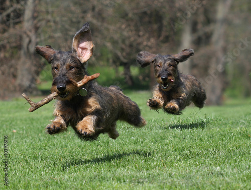Cani Bassotto Di Corsa Stock Photo And Royalty Free Images On