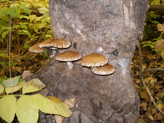 Wood mushrooms on a tree gnawed by beavers