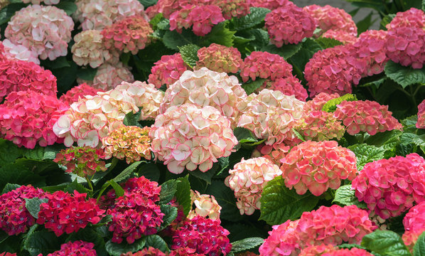 Fototapeta Blooming flowers Hortensia Hydrangea Macrophylla