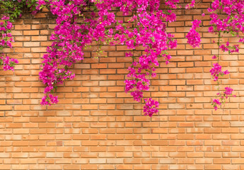Orange brick wall with pink flowers texture background