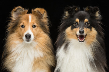 Fototapeta na wymiar Two sheltie dogs