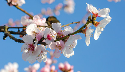 Fototapeta premium Spring beauty : fragrant almond blossoms :)