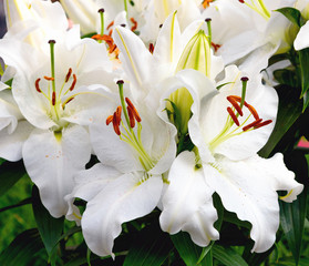 Blooming white flowers oriental Lily After Eight. Close-up © Natalia
