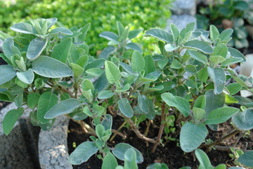 Salbei