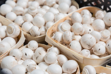 Fresh champignons in boxes on a production