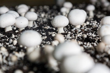 Fresh growing chanpignons on a production