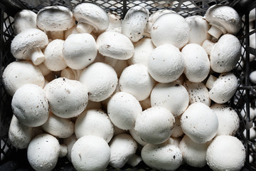 Fresh champignons in boxes on a production