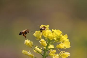 菜の花とミツバチ