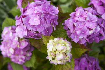Hydrangea common names hydrangea or hortensia