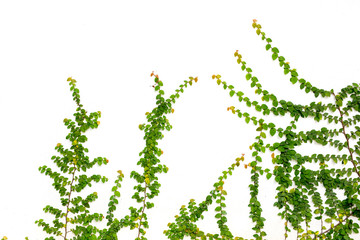 Green creeper on white  wall
