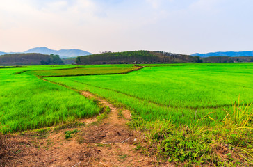 Fototapeta na wymiar Small path in rice field to a little hut.
