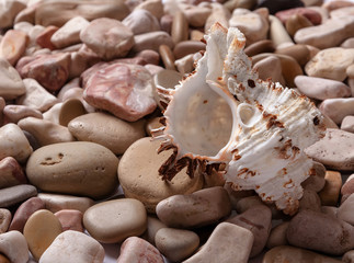Seashells background - macro shot of beautiful seashells
