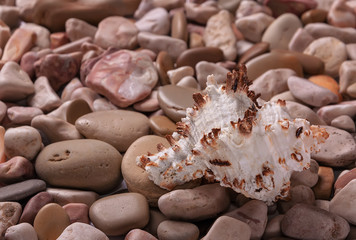 Seashells background - macro shot of beautiful seashells